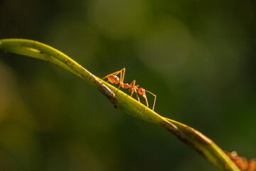 Weaver ants are walking on a tree branch.