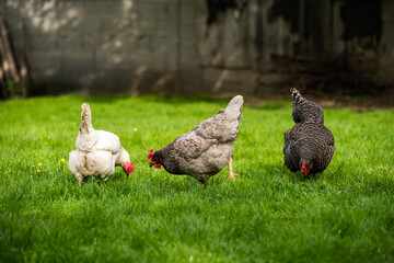 Hühner Huhn im Garten