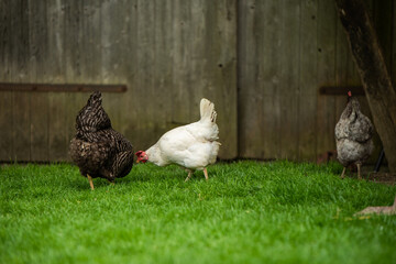 H&uuml;hner Huhn im Garten