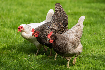 H&uuml;hner Huhn im Garten