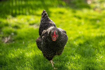 Hühner Huhn im Garten