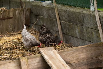 H&uuml;hner Huhn im Garten