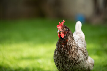 Hühner Huhn im Garten
