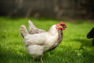 Hühner Huhn im Garten