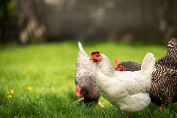 Hühner Huhn im Garten