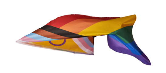 progress pride flag, transparent, banner format