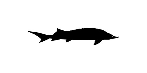 Beluga Sturgeon or Huso Fish Silhouette, Fish Which Produce Premium and Expensive Caviar, For Logo Type, Art Illustration, Pictogram, Apps, Website or Graphic Design Element. Vector Illustration