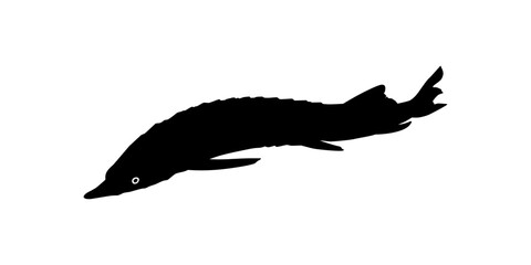 Beluga Sturgeon or Huso Fish Silhouette, Fish Which Produce Premium and Expensive Caviar, For Logo Type, Art Illustration, Pictogram, Apps, Website or Graphic Design Element. Vector Illustration