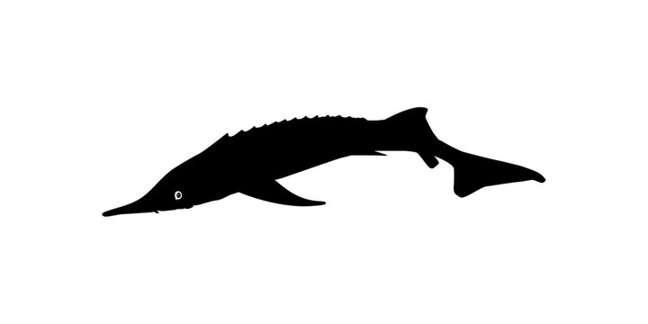 black sturgeon silhouette on white background clip art preview