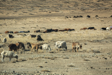 Fototapeta na wymiar Group of goats and sheep in the nature livestock in Central Mongolia