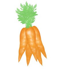 Carrots with leaves bunch watercolor isolated on white background botanical illustration for all prints
