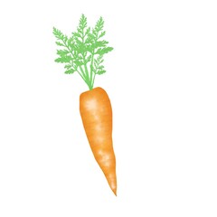 Carrots with leaves bunch watercolor isolated on white background botanical illustration for all prints