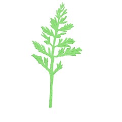 Watercolor illustration with green leaves, The watercolor bay leaf, green leaf isolated on white