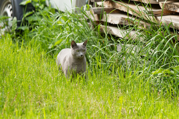 katze garten russisch blau