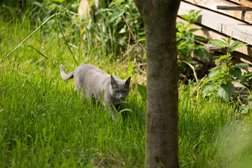 katze im Garten russisch blau