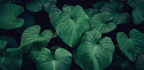 Close up group of background tropical green leaves texture and abstract background. Tropical leaf nature concept. After the rain.