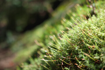 Abstract moos ground cover in forest with defocused foliage. Forest floor background or microcosm in rainforest texture. Copper-wire moss growing in North Vancouver, Canada. Selective focus.