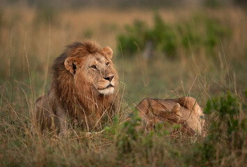A Lion and a lioness resting in the morning hours at Masai Mara, Kenya