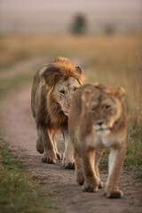 Selective focus on Lion following a lioness during morning hours in Savanah, Masai Mara, Kenya