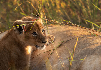  A Lion cub and its mother sleeping nearby, Masai Mara, Kenya