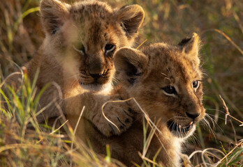 Closeup of a Lion cubs at Masai Mara, Kenya