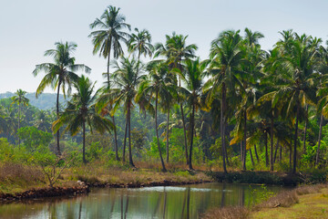 Fototapeta na wymiar Green palm trees against the blue sky in Goa