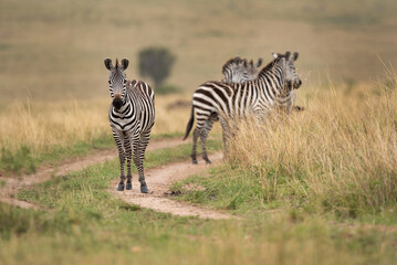 Fototapeta na wymiar A herd of Zebra in savannah, Masai Mara, Kenya
