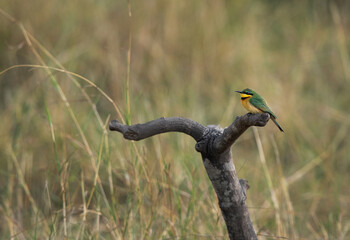 Little Bee-eater perched on a wooden log at Masai Mara, Kenya