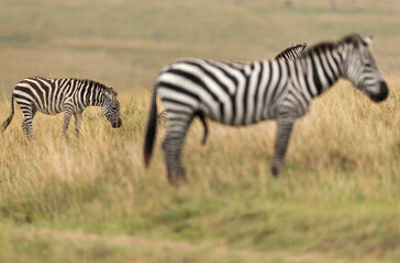 Fototapeta na wymiar Selective focus on zebra grazing at the back, Masai Mara, Kenya