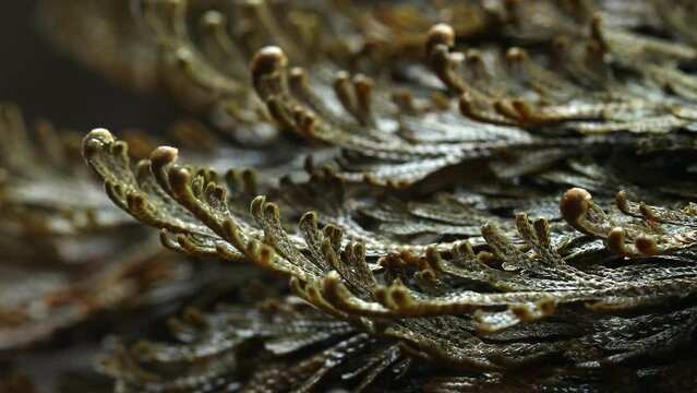  Rose of Jericho plants close up, Selaginella lepidophylla , resurrection plant. Front view, Macro