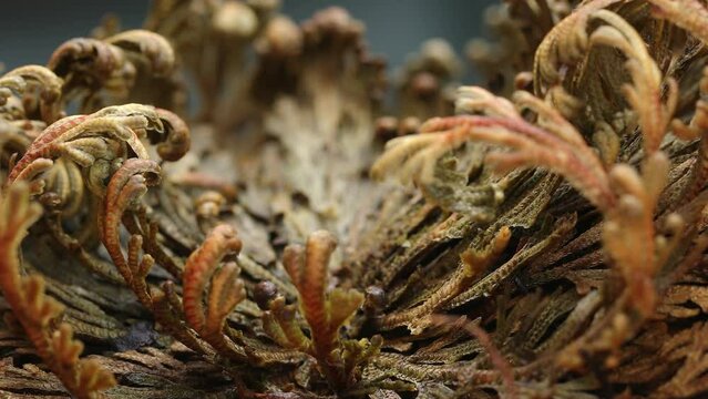  Rose of Jericho plants close up, Selaginella lepidophylla , resurrection plant. Front view, Macro