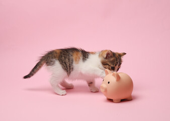Little cute kitten plays with a piggy bank on a pink background. Business concept