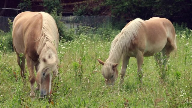 Brown horse and foal grazing in the green meadow on a sunny day. Horses of the Halfinger used for agricultural work