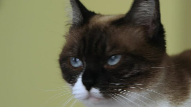 Close-up of the head, muzzle of a siamese cat, portrait.