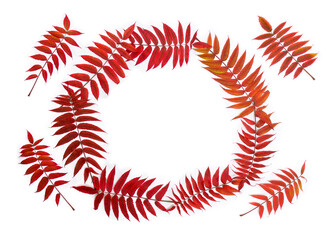Autumnal staghorn sumac red leaves on a white background with space for text. Top view, flat lay
