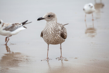 Seagull in the natural environment on the Baltic Sea.