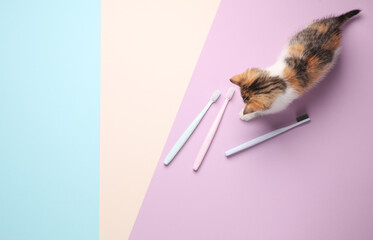Cute little kitten plays with toothbrushes on a pastel background. Top view
