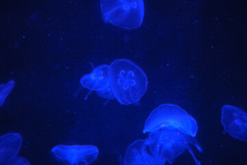 Naklejka na ściany i meble The jellyfish in motion in color. Close-up of the jellyfish. Jellyfish in the water. Animal concept.