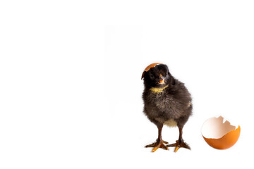 Little newborn yellow chicken standing near egg
