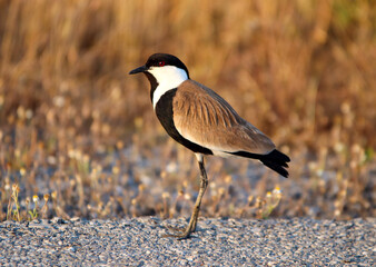 Scientific name; Vanellus spinosus. A bird species belonging to the Charadriidae family. Izmir - Turkey