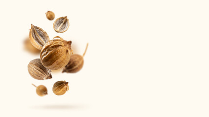 Levitation Organic dried coriander seeds float on a beige background. Floating in the air food modern Creative concept. Spicy and Fragrant Seasoning. Flying set of spices. Copy Space. Banner