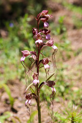 Wild orchid species, Scientific name; Himantoglossum comperianum