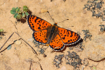 Butterfly in nature; Scientific name; Melitaea didyma
