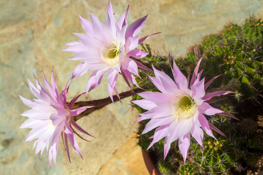 A beautiful type of cactus blooms magnificently, its scientific name is; echinopsis oxygona or Echinopsis eyriesii