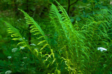 fern in the forest
