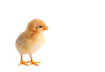 Little chicken chick isolated on white - chick