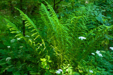 fern leaves in the forest