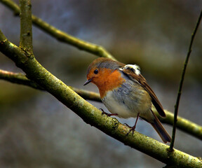 A Robin Sitting on a Tree Branch with an Injured Wing
