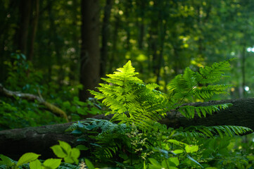 fern in the woods