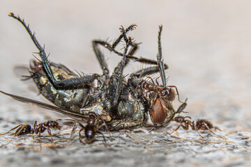 ants eating fly